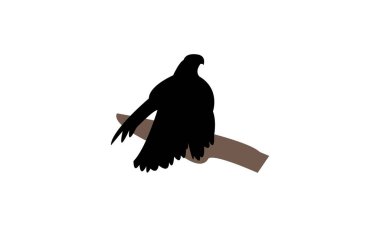 Amerikan Şahin Kuşu Siluet Tasarımı ve Vektör İllüstrasyonu. 