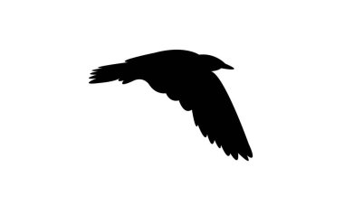 Uçan Amerikan ringa martı martı silueti Tasarım ve Vektör İllüstrasyonu. 