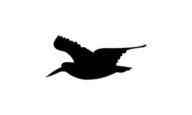 Uçan Amerikan istiridye avcısı kuş silueti tasarım ve vektör çizimi. 