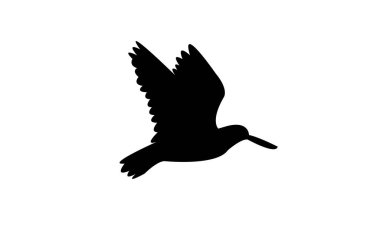 Uçan Amerikan istiridye avcısı kuş silueti tasarım ve vektör çizimi. 