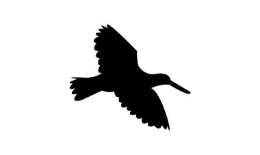 Uçan Amerikan istiridye avcısı kuş silueti tasarım ve vektör çizimi. 