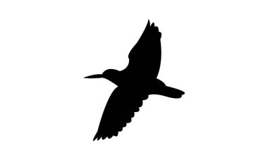 Uçan Amerikan istiridye avcısı kuş silueti tasarım ve vektör çizimi. 