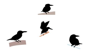 Amerikan pigme Kingfisher Kuşu Siluet Tasarım ve Vektör İllüstrasyonu. 