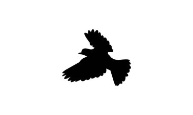 Uçan Amerikan bülbülü siluet tasarım ve vektör illüstrasyonu. 