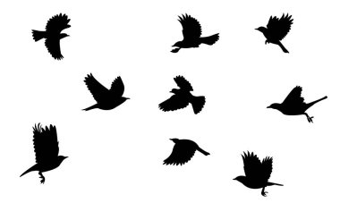 Uçan Amerikan bülbülü siluet tasarım ve vektör illüstrasyonu. 