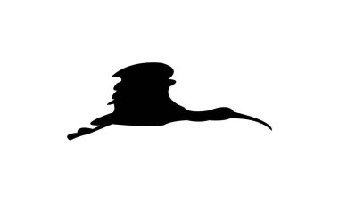 Uçan Amerikan beyaz aynalı kuş silueti tasarım ve vektör illüstrasyonu. 