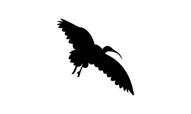 Uçan Amerikan beyaz aynalı kuş silueti tasarım ve vektör illüstrasyonu. 