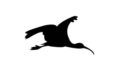 Uçan Amerikan beyaz aynalı kuş silueti tasarım ve vektör illüstrasyonu. 