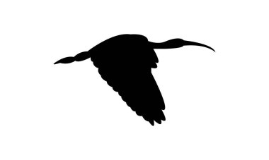 Uçan Amerikan beyaz aynalı kuş silueti tasarım ve vektör illüstrasyonu. 