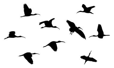 Uçan Amerikan beyaz aynalı kuş silueti tasarım ve vektör illüstrasyonu. 