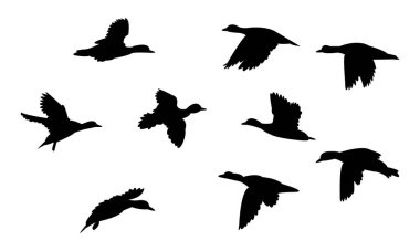 Uçan Amerikan Wigeon Bird Siluet Tasarım ve Vektör İllüstrasyonu. 