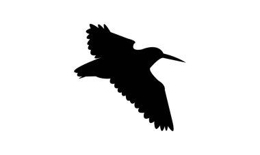 Uçan Amerikan orman horozu silueti tasarımı ve vektör illüstrasyonu. 