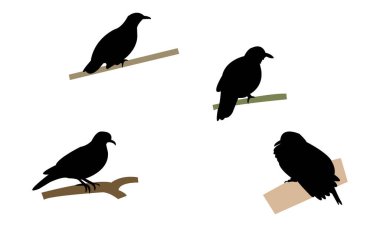 Ametist kahverengi güvercin kuş silueti tasarım ve vektör çizimi. 