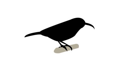 Amethyst güneş kuşu siluet tasarım ve vektör çizimi. 