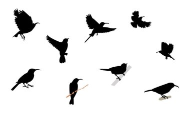 Amethyst güneş kuşu siluet tasarım ve vektör çizimi. 