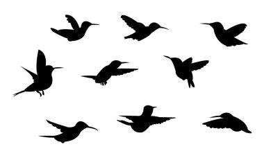 Uçan Ametist ahşap yıldız kuş silueti tasarım ve vektör ilülasyonu. 