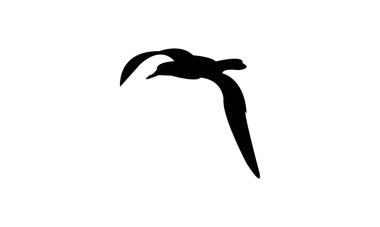 Uçan Amsterdam Albatros Kuşu Siluet Tasarım ve Vektör İllüstrasyonu. 