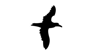 Uçan Amsterdam Albatros Kuşu Siluet Tasarım ve Vektör İllüstrasyonu. 