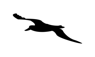 Uçan Amsterdam Albatros Kuşu Siluet Tasarım ve Vektör İllüstrasyonu. 