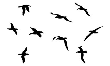 Uçan Amsterdam Albatros Kuşu Siluet Tasarım ve Vektör İllüstrasyonu. 