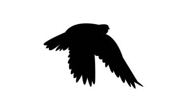 Uçan Amur Şahin Kuşu Siluet Tasarım ve Vektör İllüstrasyonu. 