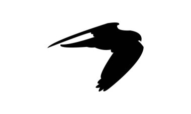 Uçan Amur Şahin Kuşu Siluet Tasarım ve Vektör İllüstrasyonu. 