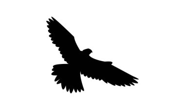 Uçan Amur Şahin Kuşu Siluet Tasarım ve Vektör İllüstrasyonu. 