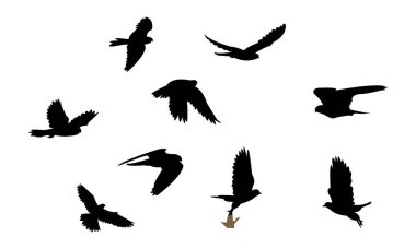 Uçan Amur Şahin Kuşu Siluet Tasarım ve Vektör İllüstrasyonu. 