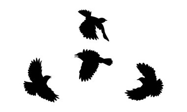 Uçan Amur Taştaşı Kuşu Siluet Tasarım ve Vektör İllüstrasyonu. 