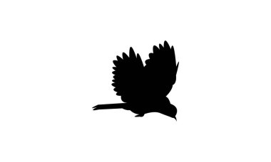 Uçan Andaman drongo kuş silueti tasarım ve vektör çizimi. 