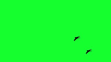 Yeşil Ekran Hareketi Tasarımı ile uçan kuş sürüsü.