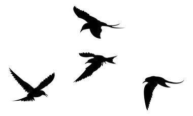 Uçan Antarktika deniz feneri Kuş Silueti Tasarım ve Vektör İllüstrasyonu. 