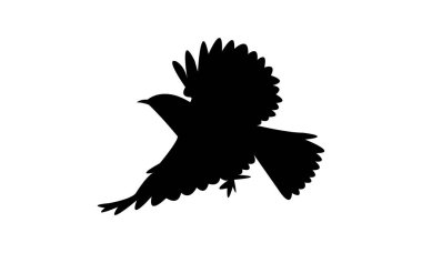 Uçan Arap buğday kuyruklu kuş silueti tasarım ve vektör ilüstrasyonu. 