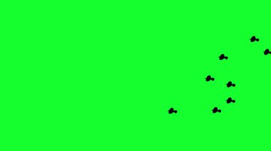 Yeşil Ekran Hareketi Tasarımı ile uçan kuş sürüsü.