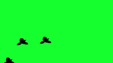Yeşil Ekran Hareketi Tasarımı ile uçan kuş sürüsü.