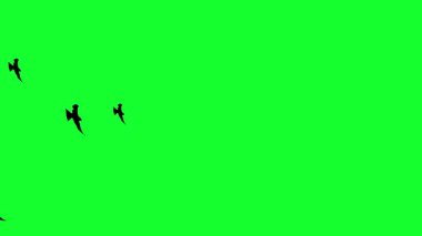 Gökyüzünde uçan siyah kuşlar yeşil ekran hareket tasarımı 