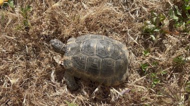 Kara kaplumbağası çimlerde. Akdeniz kaplumbağası.