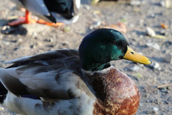 湖中一只野鸭的特写 这张照片是在英国普雷斯顿的一个自然保护区拍的 — 图库照片