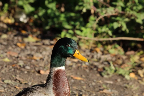 Een Close Van Een Mallard Duck Een Meer Foto Genomen — Stockfoto
