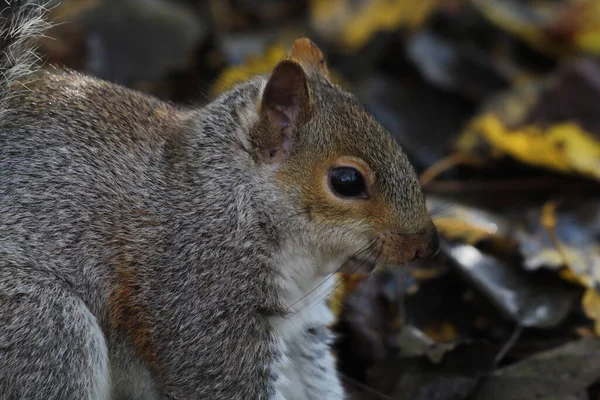 Stunning Portrait Image Grey Squirrel Eating Nut Forest Photo Taken — Stock Photo, Image