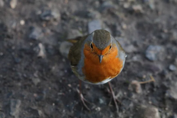 Impresionante Retrato Solo Robin Redbreast Bosque Estas Aves Son Populares —  Fotos de Stock