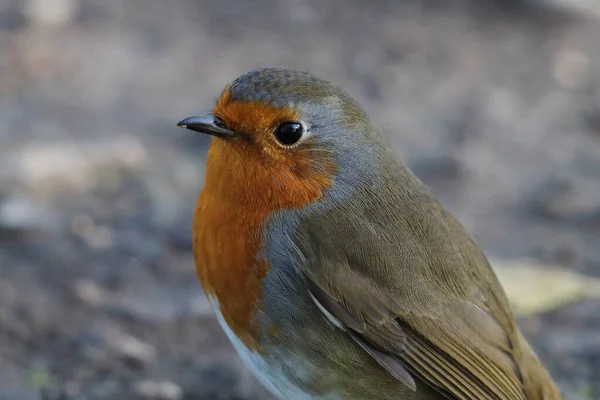 Impresionante Retrato Solo Robin Redbreast Bosque Estas Aves Son Populares —  Fotos de Stock