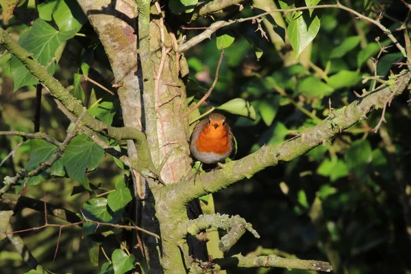 Een Prachtig Portret Van Een Enkele Robin Redbreast Het Bos — Stockfoto