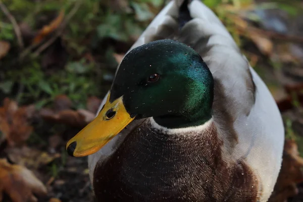 湖中一只野鸭的特写 这张照片是在英国普雷斯顿的一个自然保护区拍的 — 图库照片