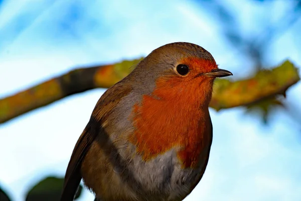 Потрясающий Портрет Одинокого Робина Редгруда Лесу Птицы Популярны Рождество Часто — стоковое фото