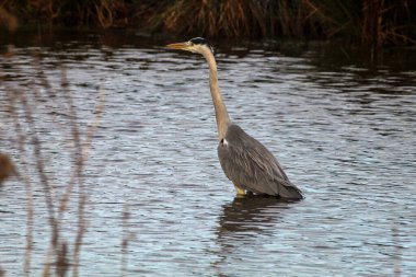 Gri balıkçıl kuşu gölde duruyor ve yiyecek arıyor. İngiltere 'de vahşi doğada güzel, zarif ve nadir bir hayvan..