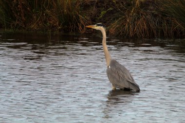 Gri balıkçıl kuşu gölde duruyor ve yiyecek arıyor. İngiltere 'de vahşi doğada güzel, zarif ve nadir bir hayvan..