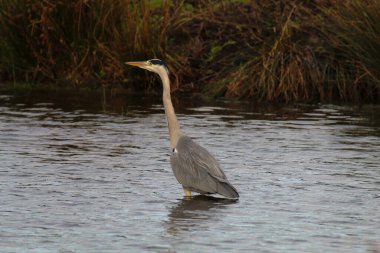 Gri balıkçıl kuşu gölde duruyor ve yiyecek arıyor. İngiltere 'de vahşi doğada güzel, zarif ve nadir bir hayvan..