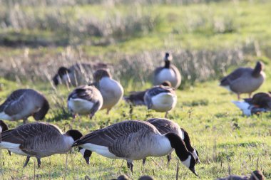 Büyük bir kaz sürüsü. Kanada kazları da dahil. Bir tarlada yiyecek arıyorlar. Bu fotoğraf soğuk bir Aralık sabahı çekildi..