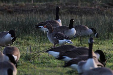Büyük bir kaz sürüsü. Kanada kazları da dahil. Bir tarlada yiyecek arıyorlar. Bu fotoğraf soğuk bir Aralık sabahı çekildi..